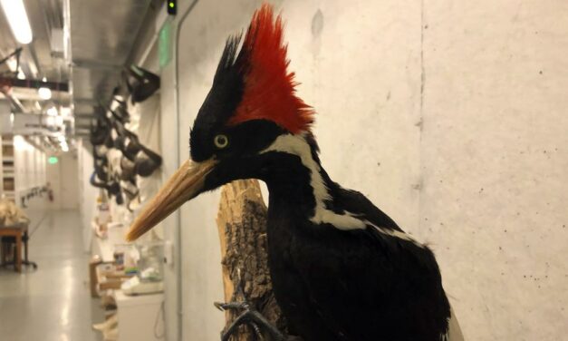 US Says Ivory-Billed Woodpecker, 22 Other Species Extinct
