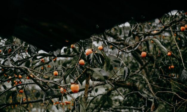 Just The Bill, Please: Pause for Persimmons