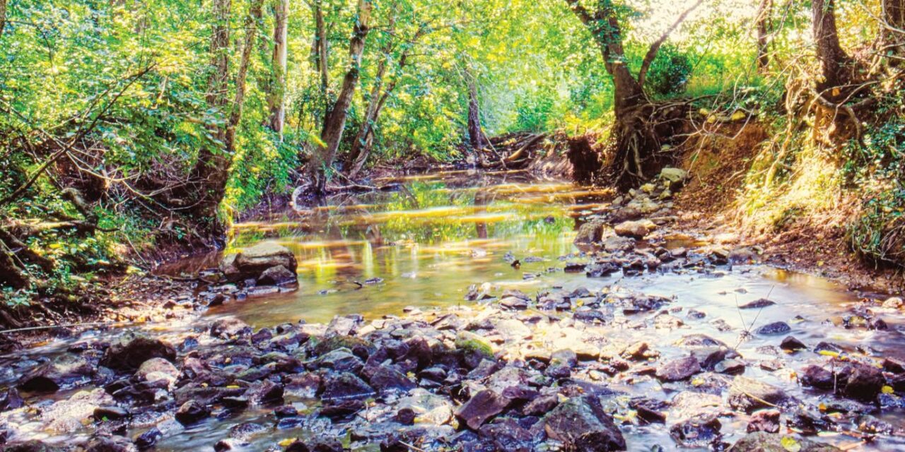 Climate Change Is Impacting Chatham. What’s the County Doing To Prepare?