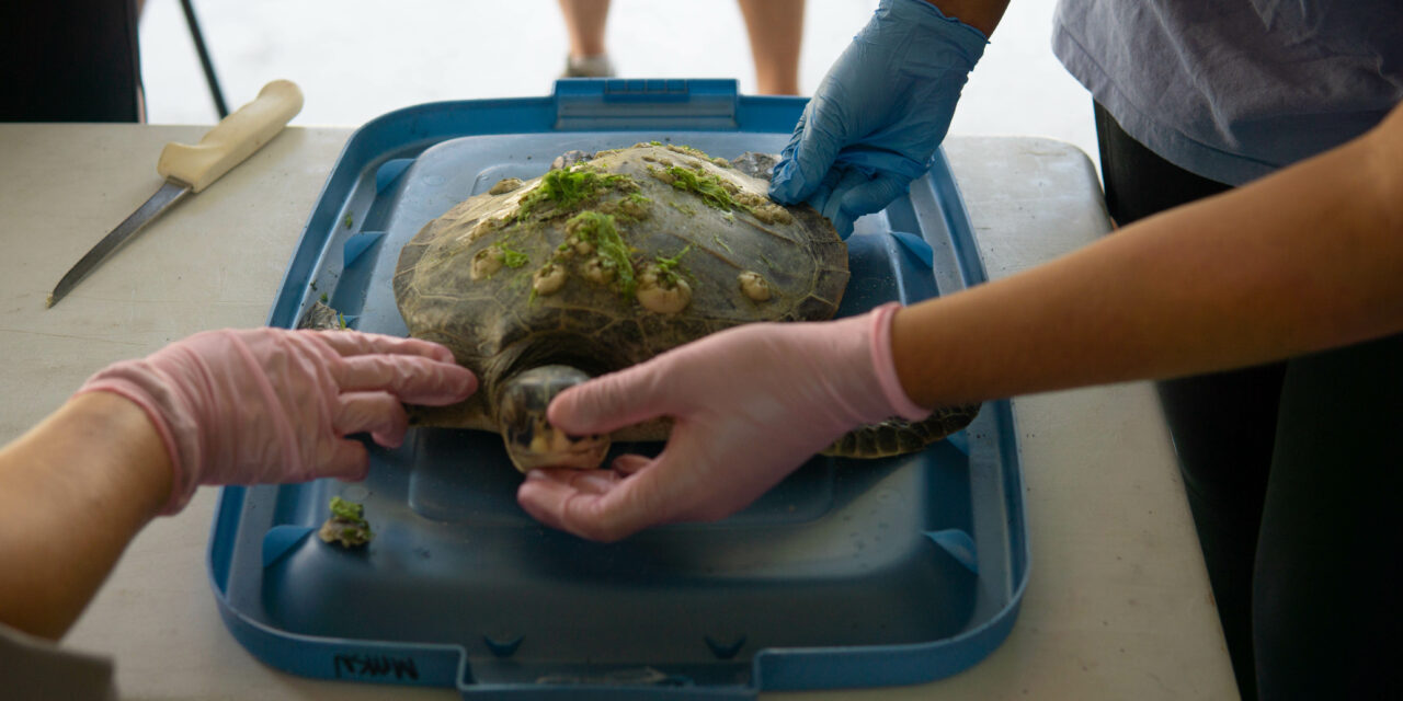 ‘Wrong Place at the Wrong Time’: UNC Researchers Study Why Sea Turtles Die