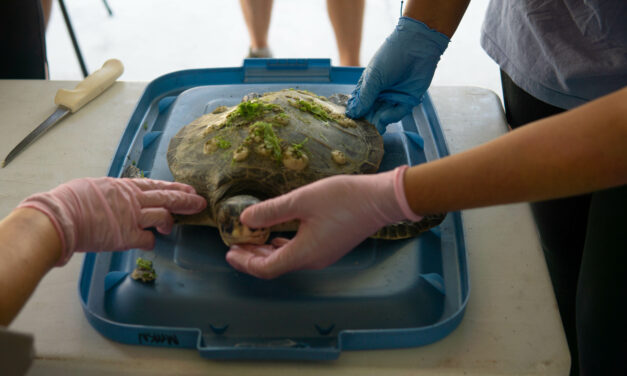 ‘Wrong Place at the Wrong Time’: UNC Researchers Study Why Sea Turtles Die