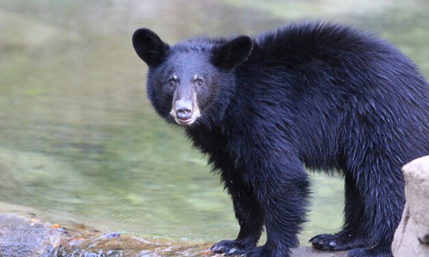 Durham’s Museum of Life and Science Adds Young Black Bear to Habitat