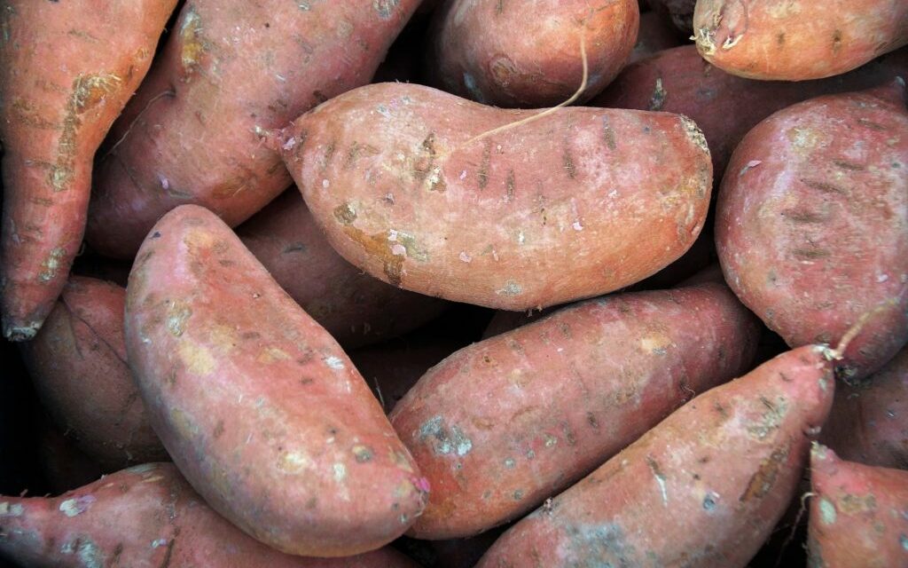 Simply Spud-tacular: North Carolina Leads Nation in Sweet Potato Production
