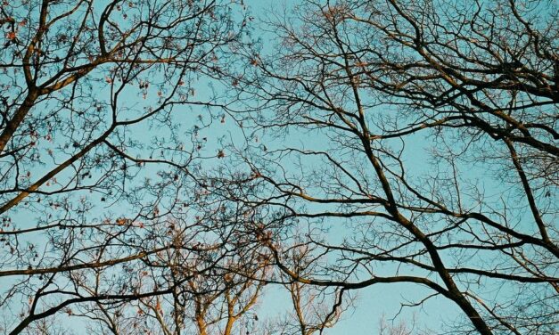 This Just In: Easy as One, Two, Tree