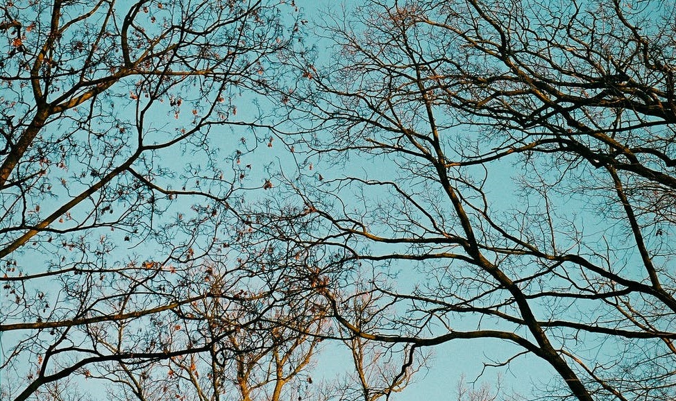 This Just In: Easy as One, Two, Tree
