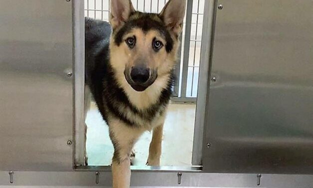 Orange County Animal Services Finds Home for 2 Wolf-Dogs; Euthanasia Possible for Others