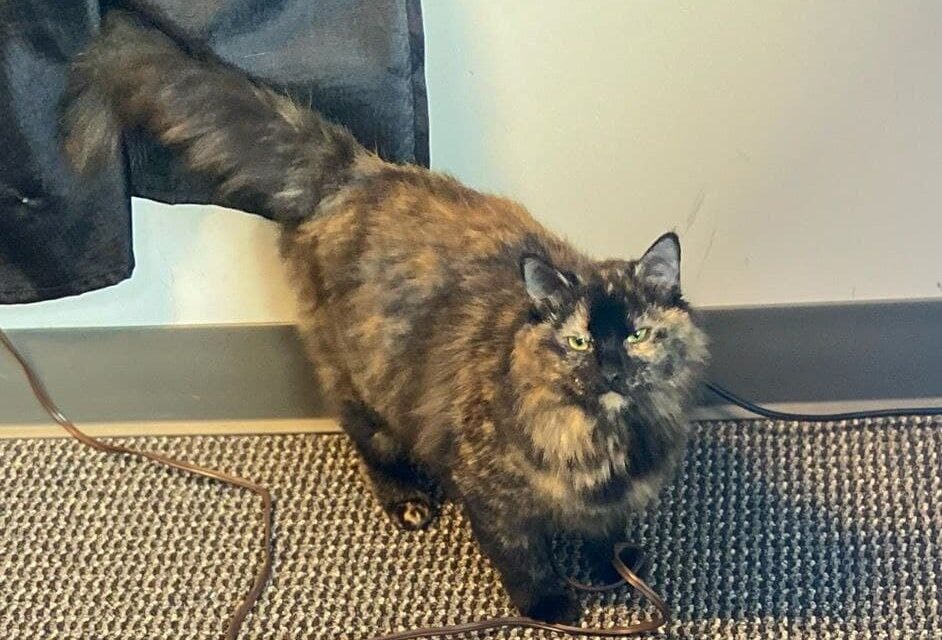 Adopt-A-Pet: Precious
