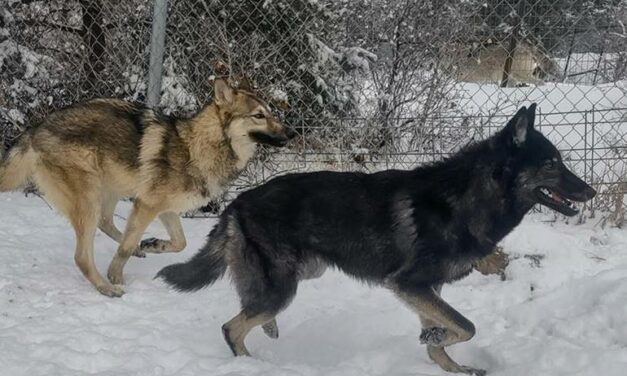 Home At Last: Orange County Animal Services Finds Placement for All 8 Wolf-Dogs