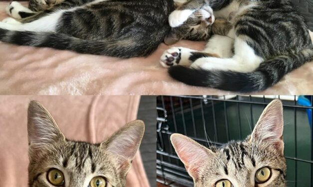 Adopt-A-Pet: Lady Liberty and Muffin