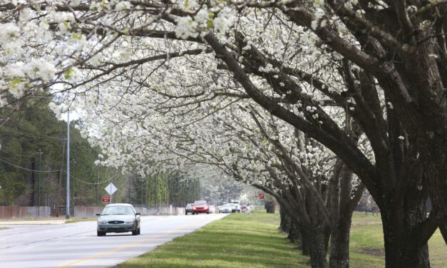 ‘Bounty’ Offered on Invasive Bradford Pear Trees in NC