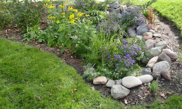 Playing in the Dirt: Rain Gardens Can Solve Water Runoff Problems