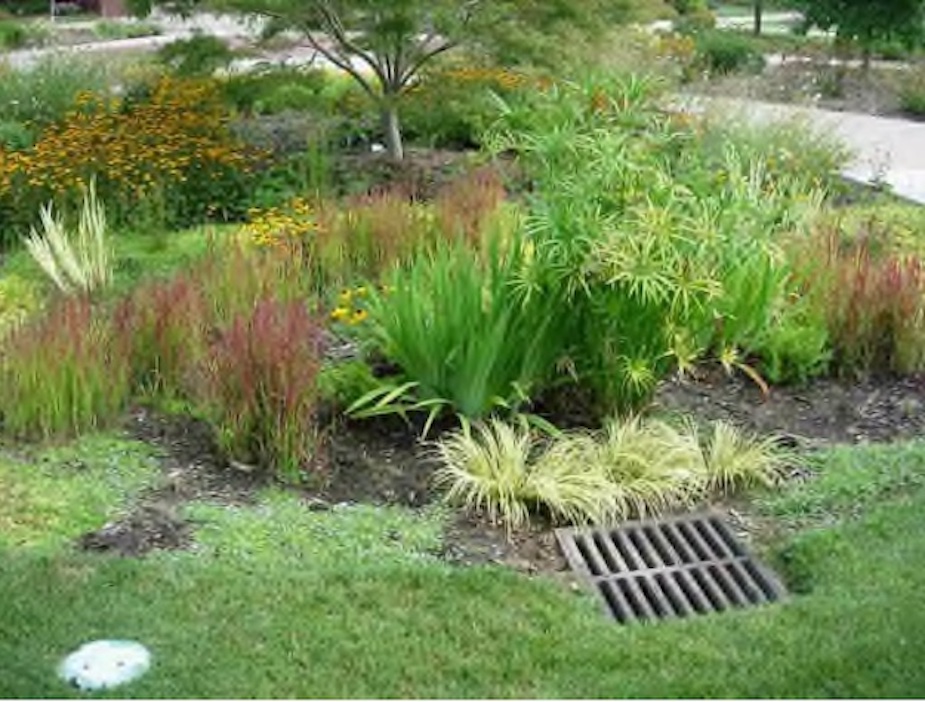 5. Rain garden at town hall in Apex NC. NC Coop