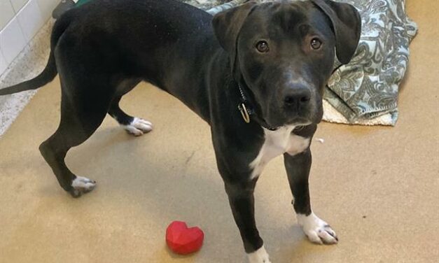 Adopt-A-Pet: Colton