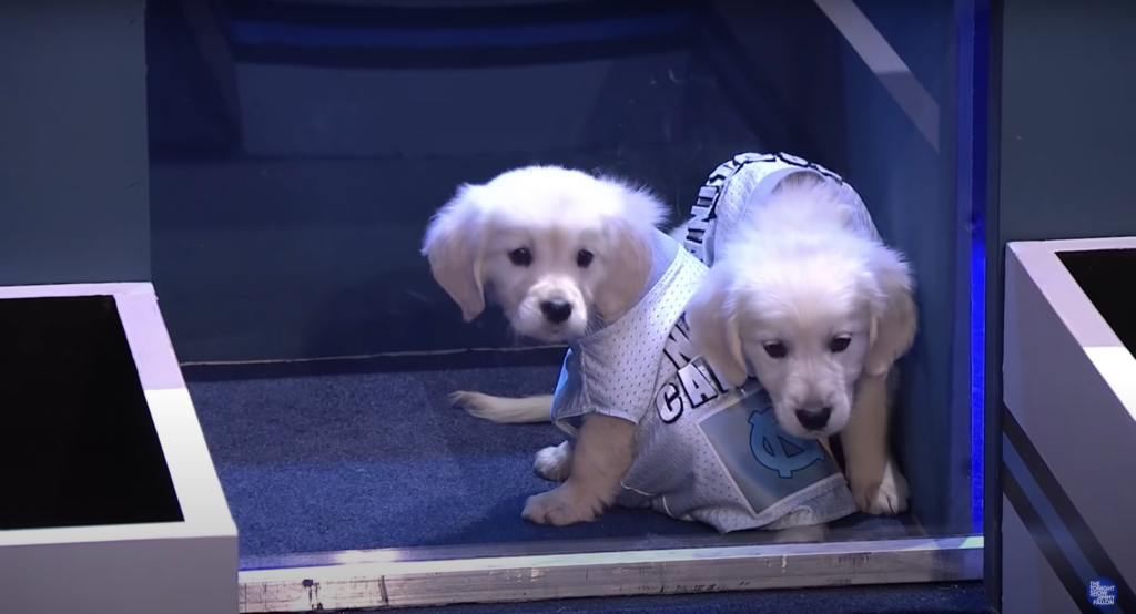 Jimmy Fallon Puppy Predictors Choose UNC To Win NCAA Title
