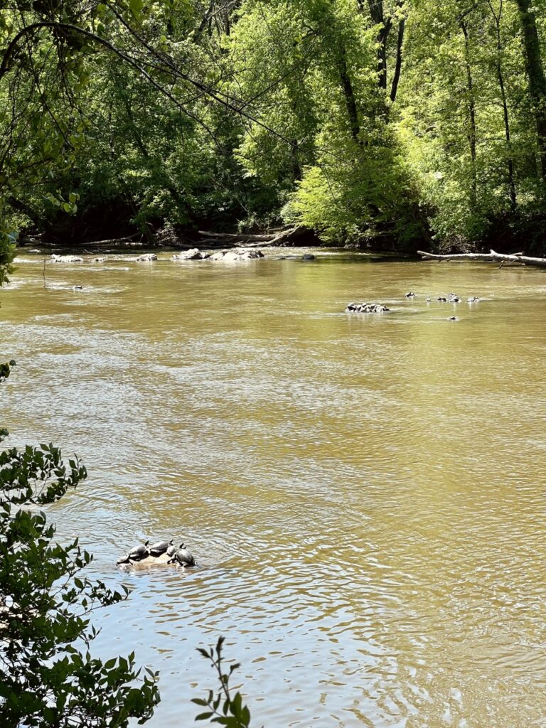 Alamance Awaits Saxapahaw Island Park