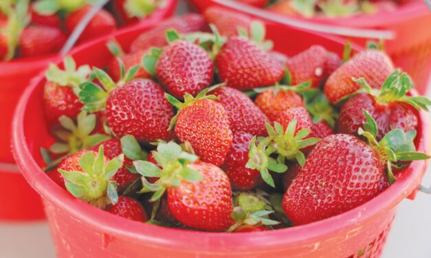 At Kildee Farm, Strawberries Are the Juiciest Crop