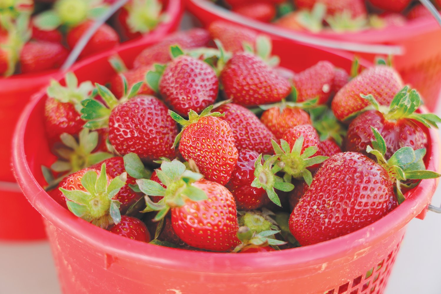 At Kildee Farm, Strawberries Are the Juiciest Crop