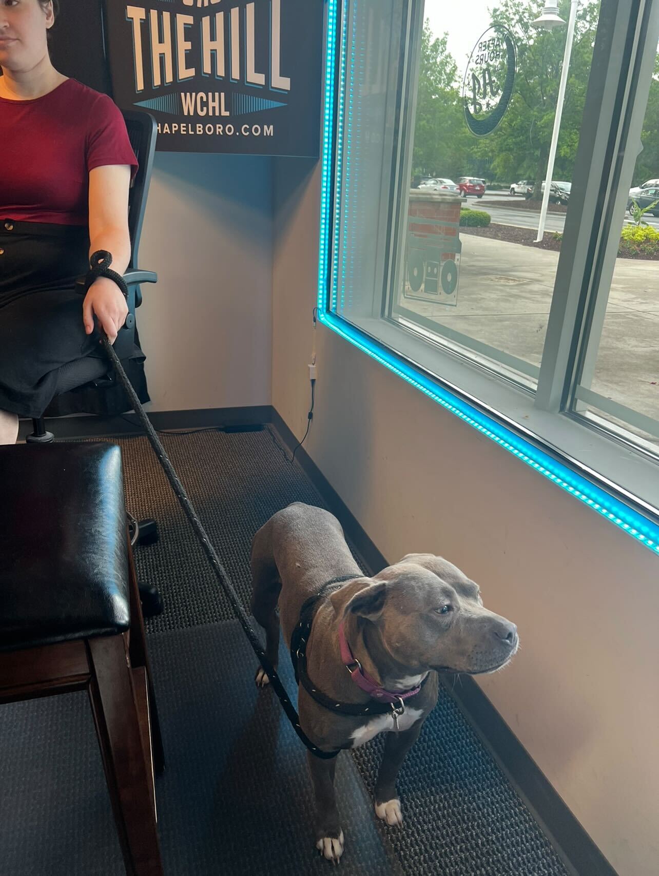 AdoptAPet Victoria (Tori)