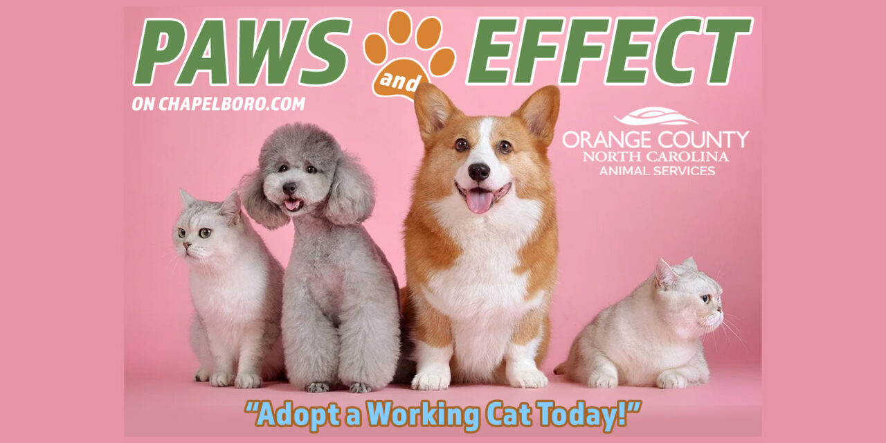 Paws and Effect: Adopt a Working Cat Today!