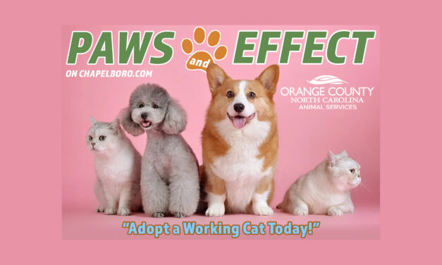 Paws and Effect: Adopt a Working Cat Today!