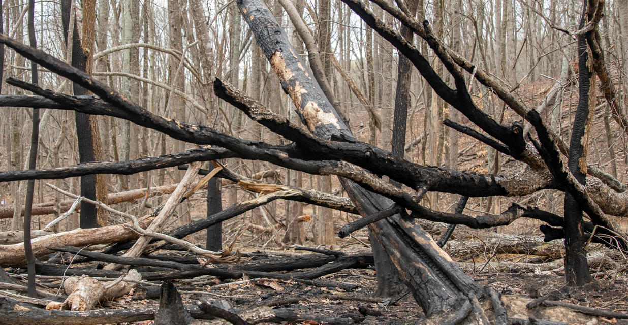 Using Controlled Burns To Tame Wildfires in North Carolina