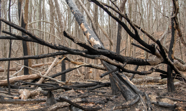 Using Controlled Burns To Tame Wildfires in North Carolina