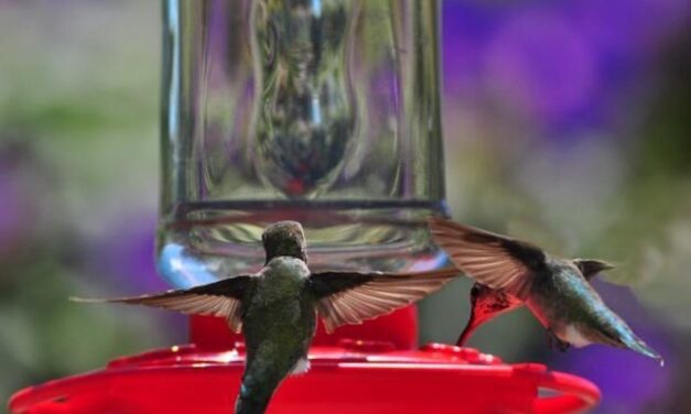 Playing in the Dirt: Hummers Are Back! Attract Hummingbirds to Your Yard