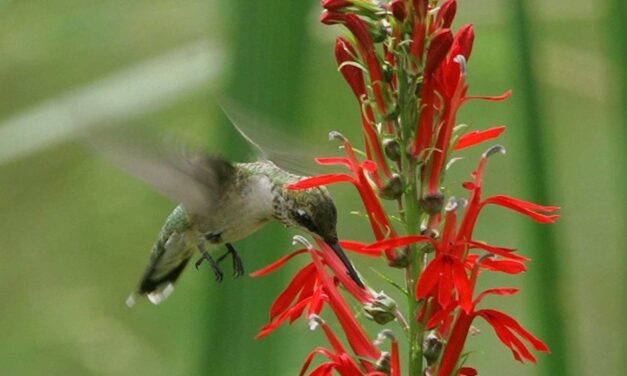 Everything I’ve Learned About Hummingbirds (And Life)
