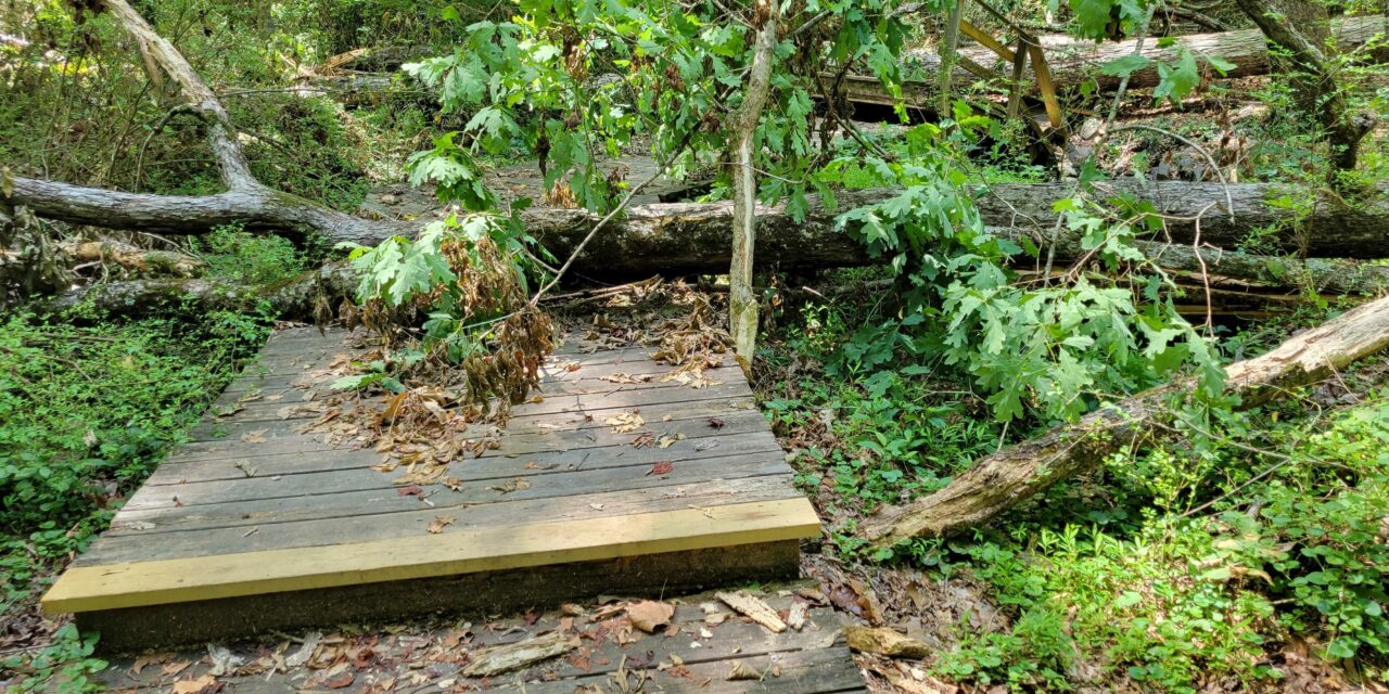 Trees Destroy Bridge at Battle Branch Trail in Chapel Hill