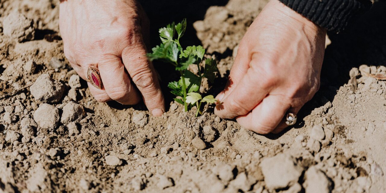 Master Gardeners Receive Grant for Community Seed Library