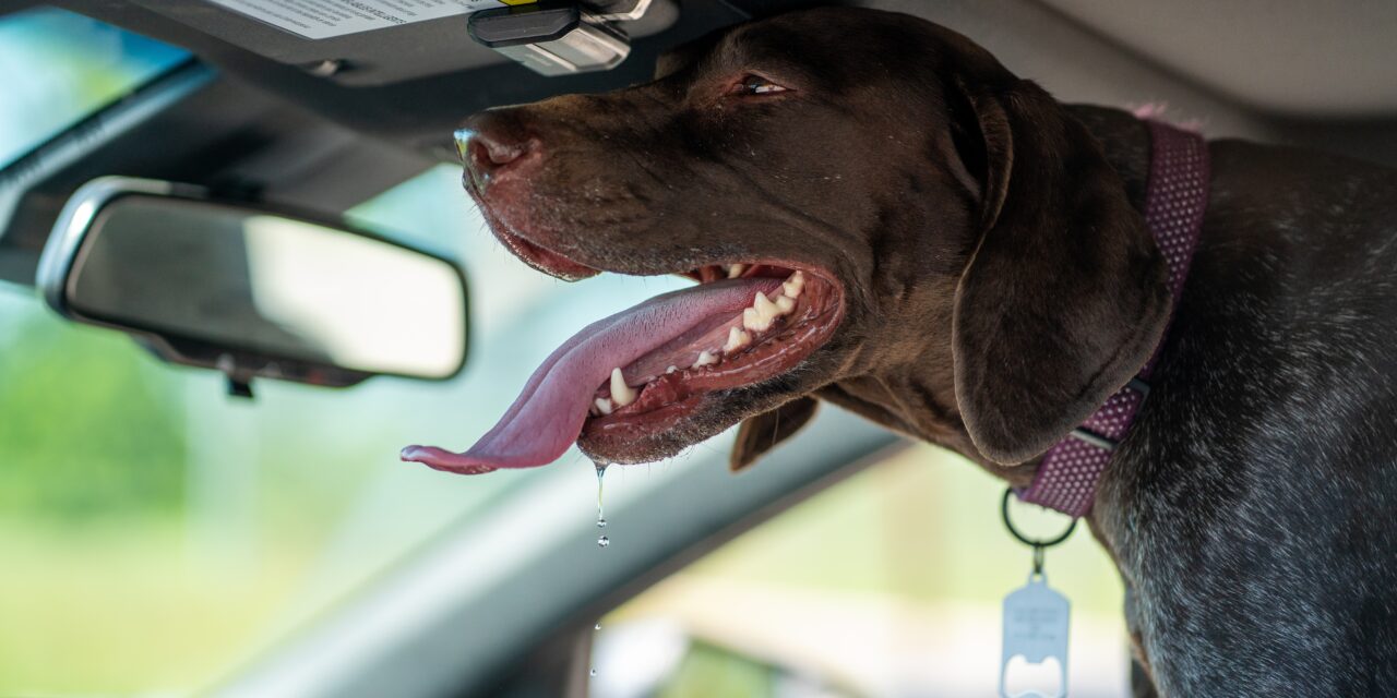 ‘Leave Your Animal At Home’: High Temps in Cars Pose Threat to Pets