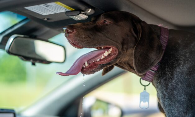 ‘Leave Your Animal At Home’: High Temps in Cars Pose Threat to Pets