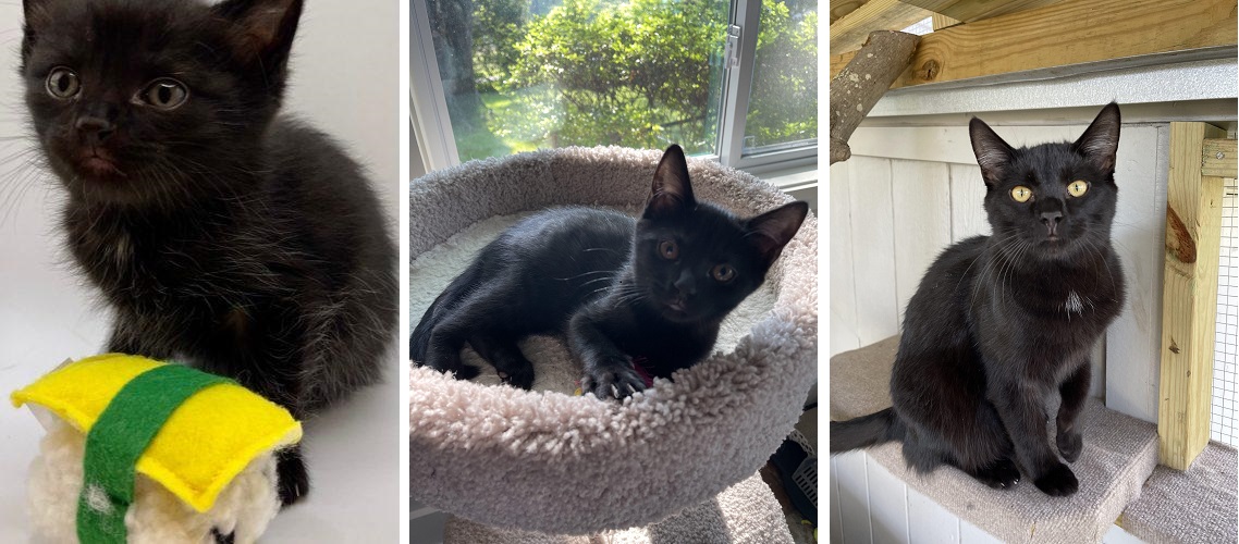 Adopt-A-Pet: Biscuit