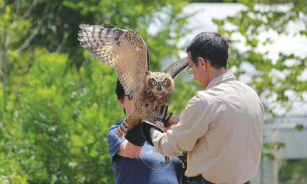 Starrlight Mead Hosts Bird Release Event With Claws Inc.