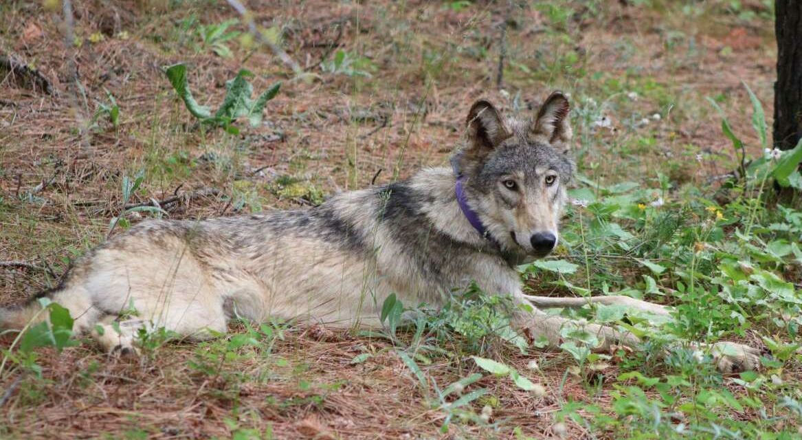 Judge Throws Out Trump-Era Rollbacks on Endangered Species