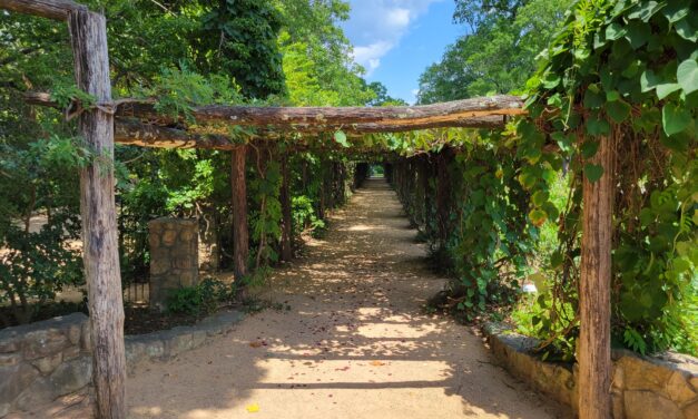 Where Is Coker Arboretum’s New Arbor? UNC Project Manager Details Process and Progress