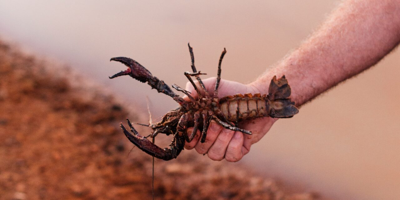 One on One: Crawdads – The African Connection