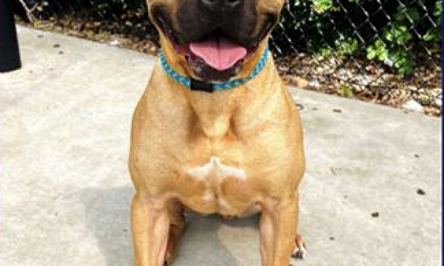 Adopt-A-Pet: Yellowstone