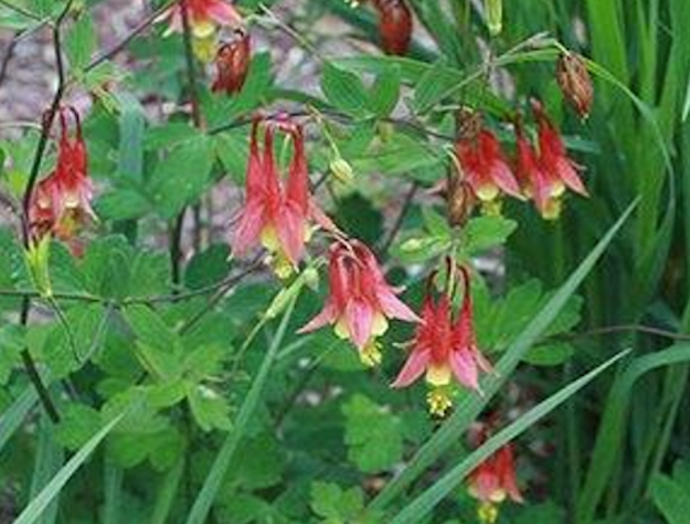 Playing in the Dirt: Come to PlantFest!