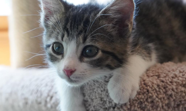 Adopt-A-Pet: Beanie