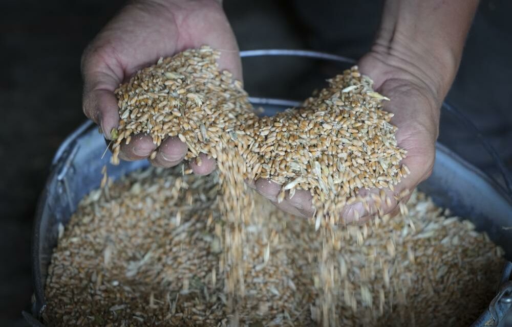 Russia Smuggling Ukrainian Grain To Help Pay For Putin’s War