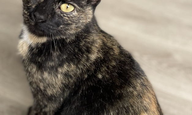Adopt-A-Pet: Kenya
