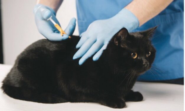 CARE Seeks To Give Vet Care to Feral Feline Friends
