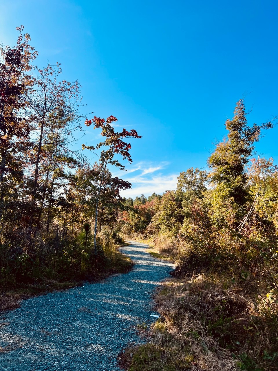 Artistic Cane Creek Mountains Natural Area - Pine Hill Trailhead Picture for Your Screen Artistic Cane Creek Mountains Natural Area - Pine Hill Trailhead Picture for Your Screen