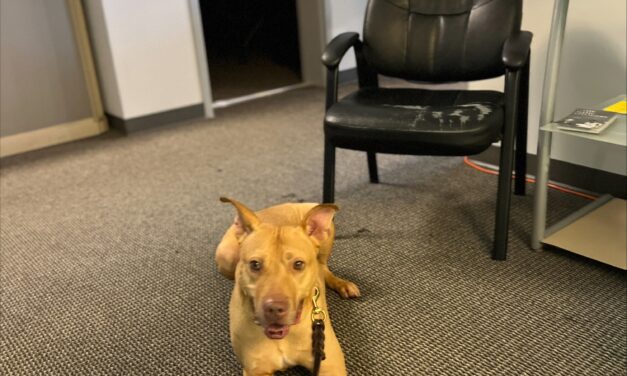 Adopt-A-Pet: Bruce