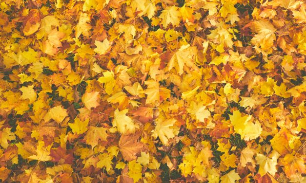 Penny for Your Thoughts: Seasons Change