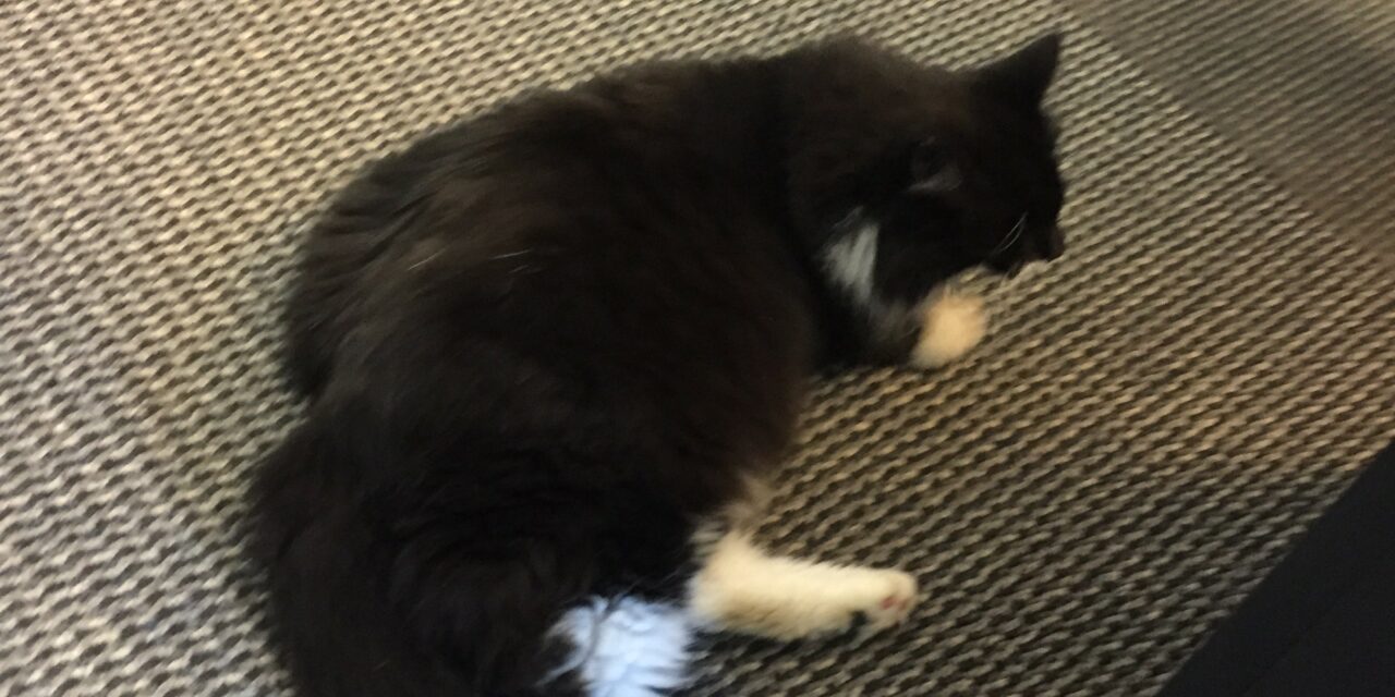 Adopt-A-Pet: Omero