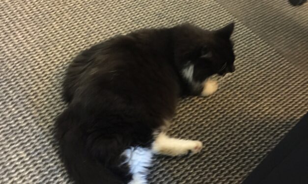 Adopt-A-Pet: Omero