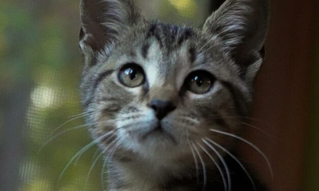Adopt-A-Pet: Fedora, Fez, and Cap