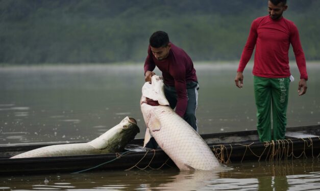 Giant, Sustainable Rainforest Fish Is Now Fashion in America